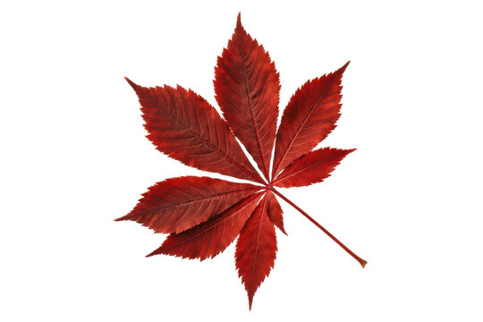 Single vibrant red horse chestnut leaf with serrated edges and detailed veins on a plain white background, isolated on a, transparent background