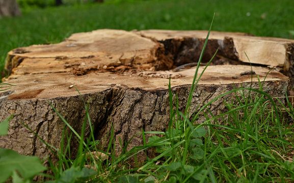 A recently cut tree stump surrounded by fresh green grass, showing bark texture, exposed wood grain and a hollow section from natural decay, photographed in soft outdoor sunlight.