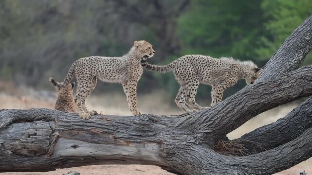 Early morning cheetah cubs playing on a fallen tree