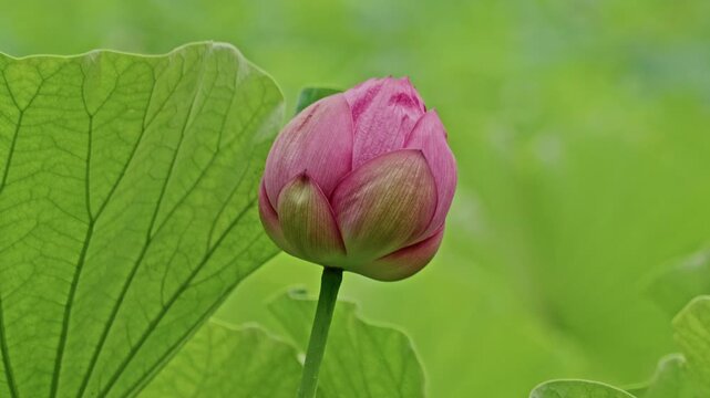 A round magenta lotus bud rests near a finely veined leaf, set against an expansive, softly blurred field of light green tones.