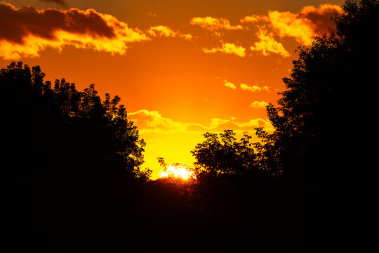 Brilliant fiery sunset glow casting dark silhouettes of lush summer trees against a vibrant, deep orange and gold sky during a picturesque golden hour evening in nature