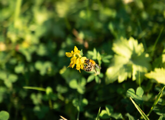 Horizontal top back view of bumblebee collecting nectar on yellow wildflower in green meadow © Hiang