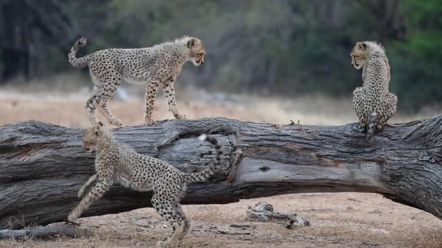 cheetah cubs playing on the big fallen tree