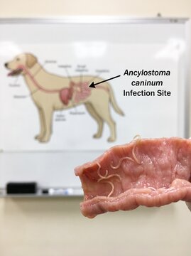 Educational photo of Ancylostoma caninum hookworm infection in canine intestinal tissue