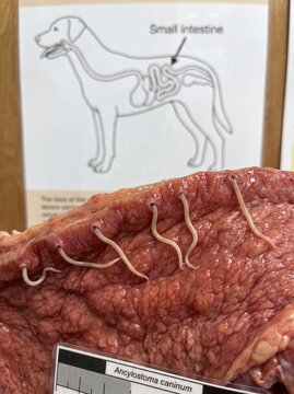 Vertical photo of Ancylostoma caninum hookworms attached to canine small intestine tissue specimen