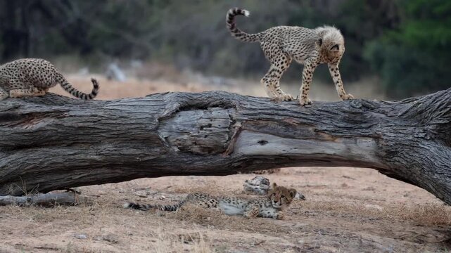 cheetah cubs playing on the big fallen tree
