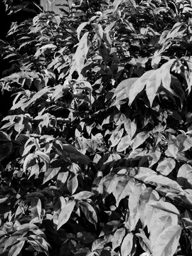 black and white leaves