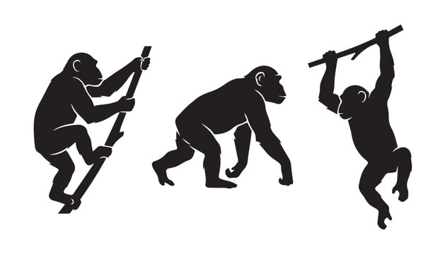 black color silhouette set of three Chimpanzee vector illustration, solid white background