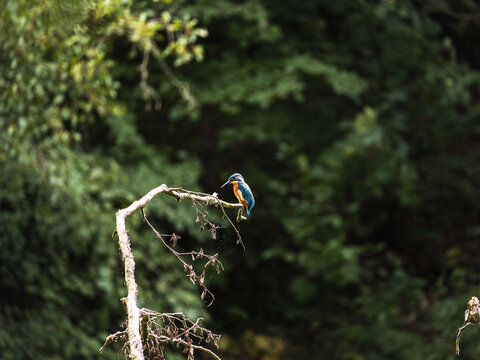 Foto Kingfisher do Stock | Adobe Stock