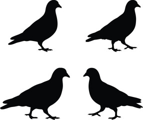 Fototapeta premium Pigeon silhouette vector. Rock dove vector icon set