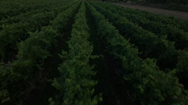 Dynamic FPV drone racing low and fast between vineyard rows at dusk.
