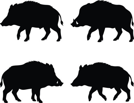 Wild boar silhouette vector. Wild pig vector icon set