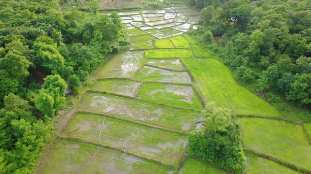 Aerial drone footage showing a patchwork of rice paddy fields divided by narrow dirt paths, with water reflecting the golden sky. Lush green trees surround the countryside farmland, Beautiful nature	