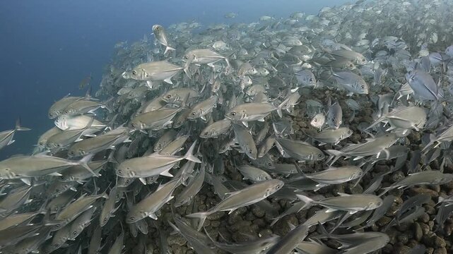 Bigeye trevally (Caranx sexfasciatus) forming a dramatic schooling tornado in open water near Tulamben, Bali. 4K UHD slow-motion underwater footage
