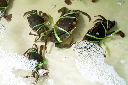 Live mud crabs with claws tied by green plastic string in a shallow water tank with white foam. Fresh seafood at a local market or restaurant. High angle view of black crabs for sale.