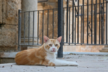 Obraz premium Red and White Stray Cat Lying Near Ancient Columns at Hadrian's Gate in Antalya