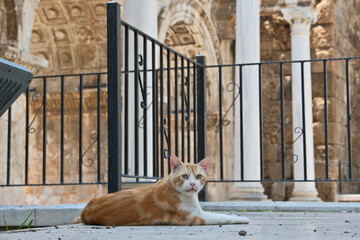 Obraz premium Red and White Stray Cat Lying Near Ancient Columns at Hadrian's Gate in Antalya