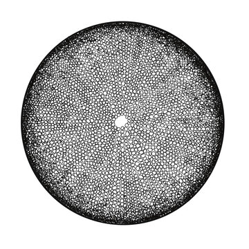 Coscinodiscus diatom microscopic structure