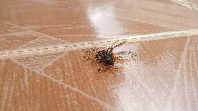 Group of red ants carrying a dead honeybee on the floor, normal motion HD