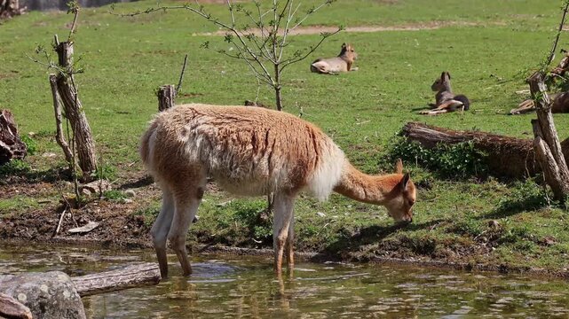 Vicunas, Vicugna Vicugna, relatives of the llama which live in the high alpine areas of the Andes