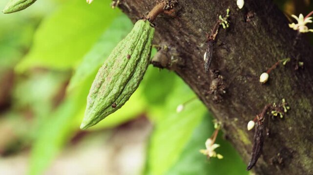 Close-up of young green cacao pods growing on tree trunk with small white cocoa flower blooming