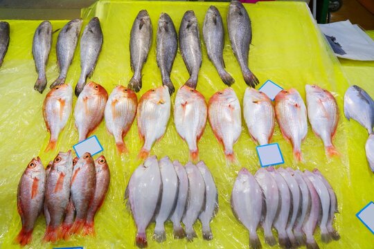 Fish market in Seoul, South Korea. Jeju snapper, blackthroat seaperch and croaker fish at Noryangjin Fish Market.
