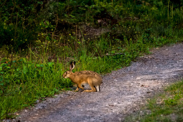 Zając szarak (Lepus europaeus) uchwycony na leśnej drodze w letnie popołudnie. Stoi na polnej ścieżce, otoczonej bujną, zieloną roślinnością i drobnymi żółtymi kwiatami.  © Grzegorz