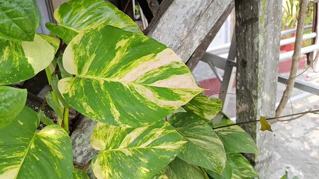 Variegated Pothos Leaves Growing on Tropical Plant