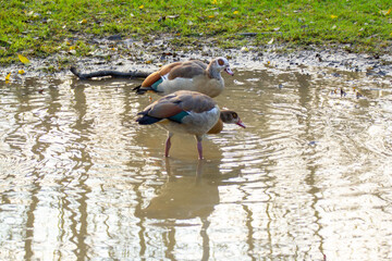Birds Egyptian geese drinking and bathing at watering hole in summer, Wildlife scene, refreshing water, natural behavior for nature and wildlife themes © kittyfly