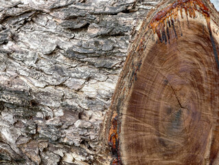 Closeup of tree bark and freshly cut wood texture