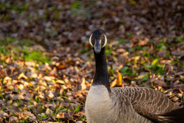 Canadian geese, birds North America on shore pond, Canada geese enjoying green pasture, Natural grazing behavior, nature reserve © kittyfly