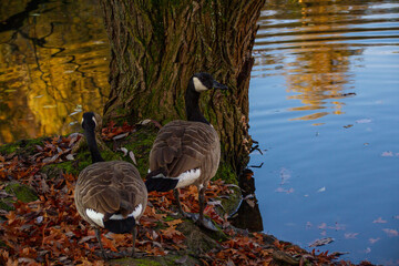 Canadian geese, birds North America on shore pond preparing for southern migration, Natural grazing behavior, nature reserve, bird migration, animal life © kittyfly