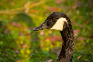 Canadian geese, birds North America on shore pond, Canada geese enjoying green pasture, Natural grazing behavior, nature reserve © kittyfly