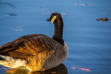 Canadian geese swimming peacefully in pond, bathed, migrating geese, water habitat, animal life, calm waters, nature scene, wildlife in sunlight © kittyfly