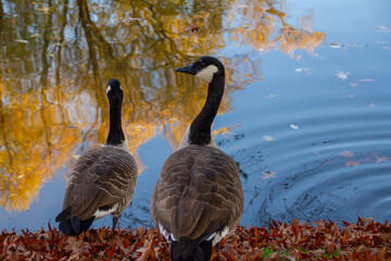 Canadian geese, birds North America on shore pond, Canada geese enjoying green pasture, Natural grazing behavior, nature reserve © kittyfly