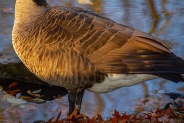 Canadian geese, birds North America on shore pond preparing for southern migration, Natural grazing behavior, nature reserve, bird migration, animal life © kittyfly