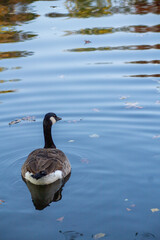 Canadian geese swimming peacefully in pond, bathed, migrating geese, water habitat, animal life, calm waters, nature scene, wildlife in sunlight © kittyfly