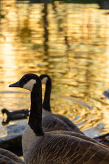 Canadian geese, birds North America on shore pond preparing for southern migration, Natural grazing behavior, nature reserve, bird migration, animal life © kittyfly