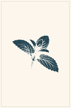 Rough, hand printed mint sprig in deep teal on cream. Botanical graphic with serrated edges, grunge texture, and negative space emphasizing organic shape.