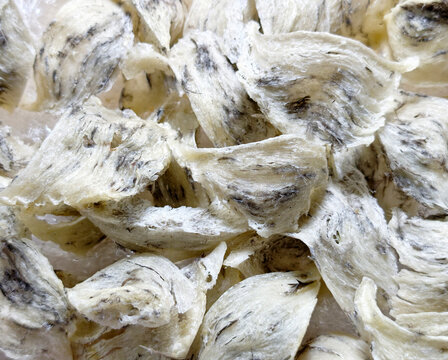 Raw edible bird nest pile containing natural swiftlet feathers