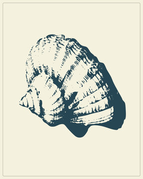 Textured linocut of a sea snail in deep teal on cream. Mimicking traditional woodblock prints, it features rough hatching and jagged edges. This vintage style highlights the mollusks spiral r