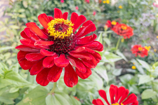 Bright red Zinnia flower blooming outdoors in summer garden