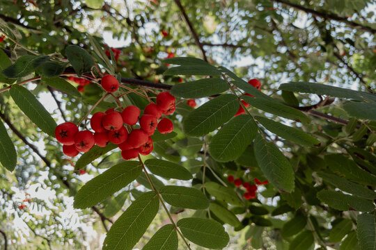 Ripe red mountain ash rowan berries growing on tree branch outdoors