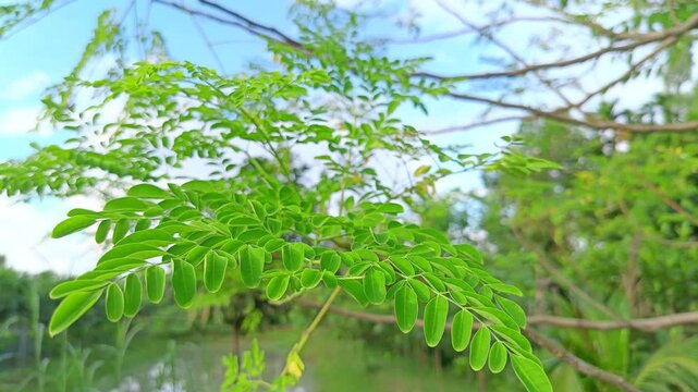 Moringa oleifera leaves swaying gently in wind against bright blue sky backdrop featuring vibrant green plant foliage in organic garden setting cinematic capture.