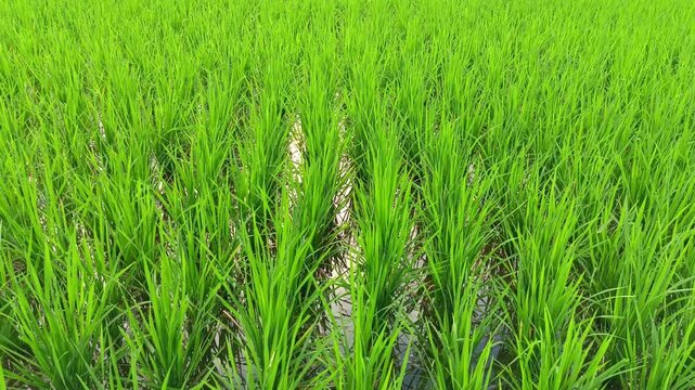Lush vibrant green rice paddy field growing in flooded irrigation farm soil under bright daylight in rural agricultural countryside landscape scenic video clip.