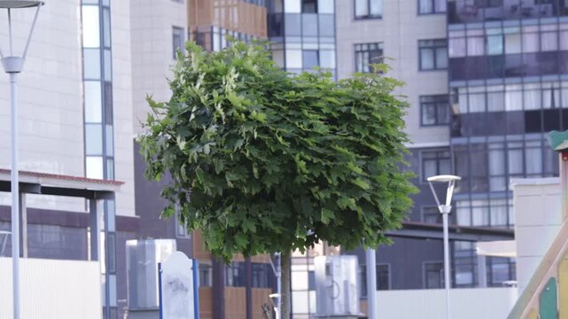 Dense, rounded crown of a green tree dominates foreground against blurred backdrop of contemporary high-rise buildings