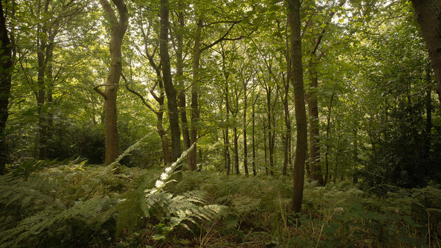 Spring Wood