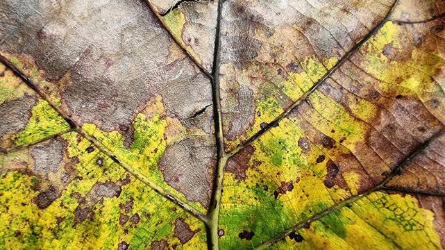 Teak Leaf Vein Texture Slowly Moving For Nature Background Design In Macro 4K Loop
(Terjemahan: Tekstur urat daun jati bergerak