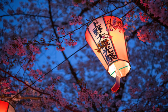 Illuminated festival lantern and cherry blossoms at dusk in Ueno, Tokyo, Japan
