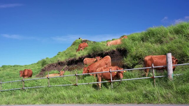 阿蘇の草原で放牧される褐毛和種の牛たち、青空と緑の丘陵（Aso Grassland Grazing Cattle Kumamoto Japan）